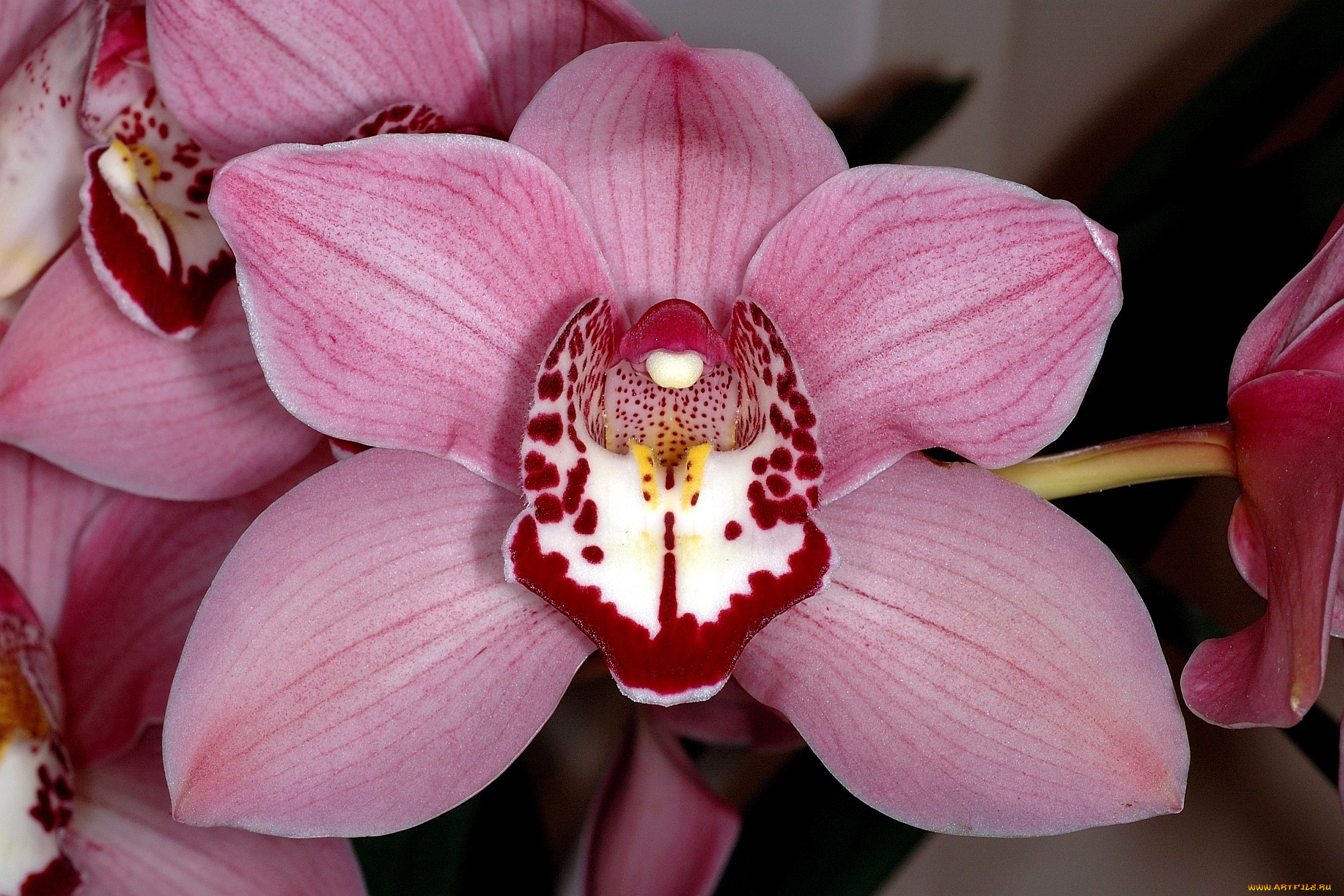 Цветы похожие на орхидеи название и фото